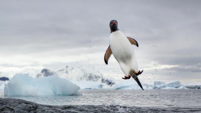 Animal, Awesome, Image, Natural, Penguin