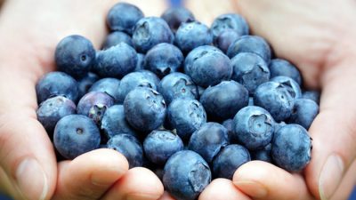 Best, Blueberry, Food, Holding, Natural, Wallpaper