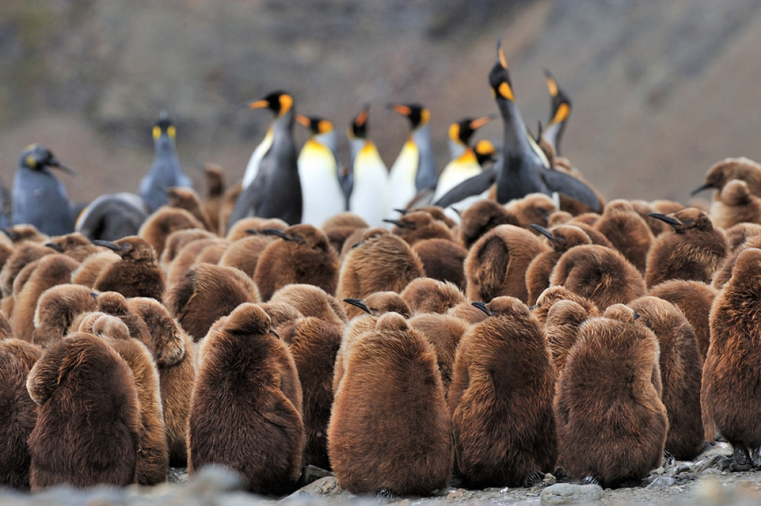 Penguin Backgrounds