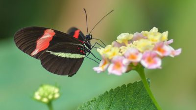Black, Butterfly, Flower, Image, Natural, Pink
