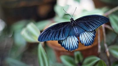 Black, Butterfly, Image, Natural, Nice