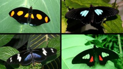 Black, Butterfly, Image, Natural, Widescreen