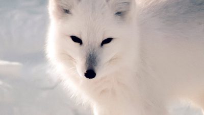 Awesome, Cute, Fox, Image, White
