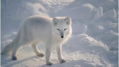Beautiful, Fox, Image, Snowfall, White