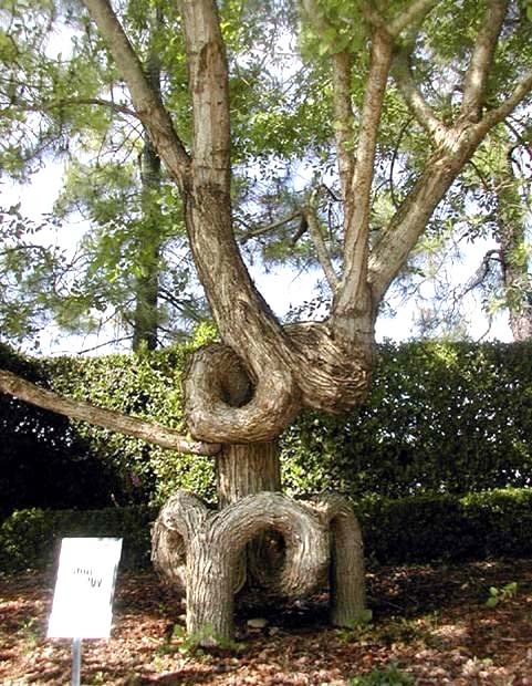 Unusual Tree Photo