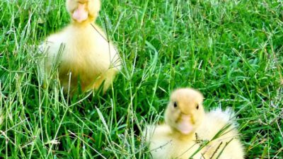 Baby, Duck, Filed, Green, Image, Natural