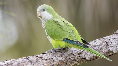 Awesome, Green, Monk, Parrot, Wallpaper