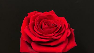 Image, Natural, Red, Rose, Top