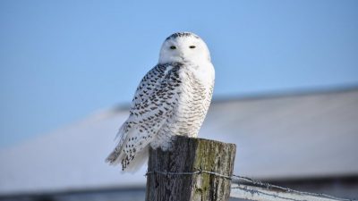 Free, Image, Natural, Owl, Snowy