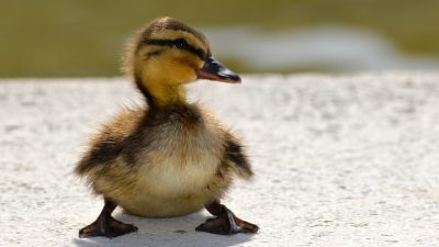Baby, Best, Duck, Image, Natural