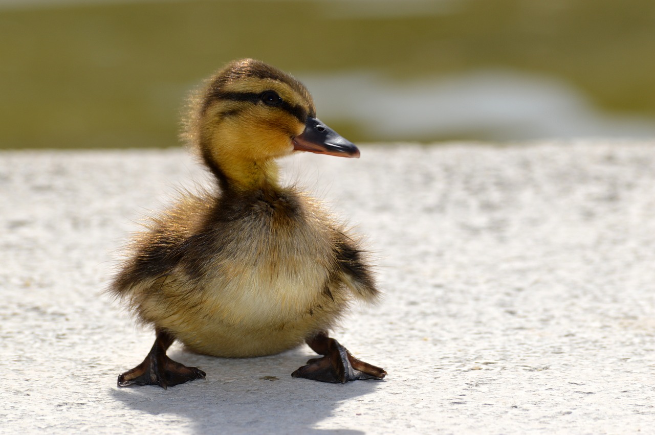 Baby Duck Photo