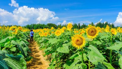 Clouds, Field, Free, Natural, Sunflowers, White