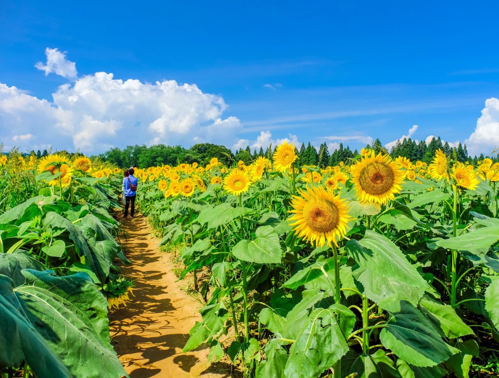 Sunflowers Field Photo