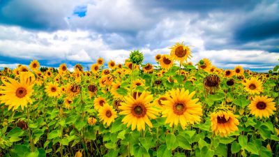Field, Image, Natural, Opening, Sunflowers