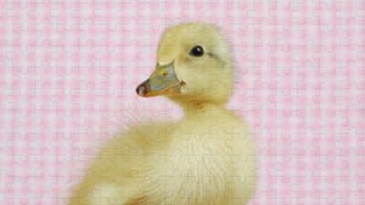 A, Baby, Background, Colorful, Duck