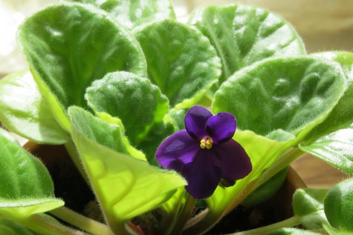 Violet Flower Image