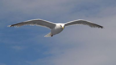 Flying, Image, Natural, Seagull, Widescreen