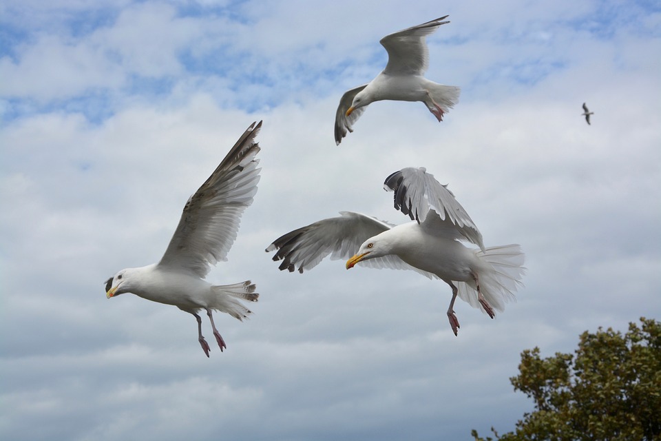 Flying Seagull Image