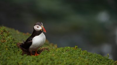 Field, Green, Image, Natural, Puffin