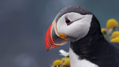 Cute, Flower, Image, Puffin, Super, Yellow