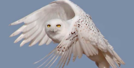 Snowy Owl Backgrounds
