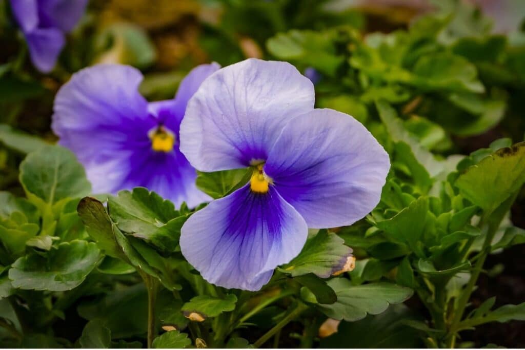 Violet Flower Backgrounds