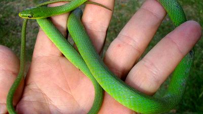 Best, Green, Image, Natural, Snake