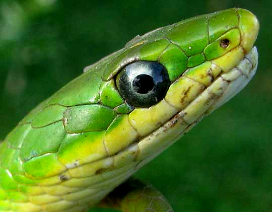 Green Snake Image