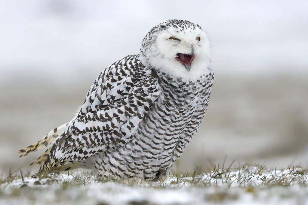 White Owl Image