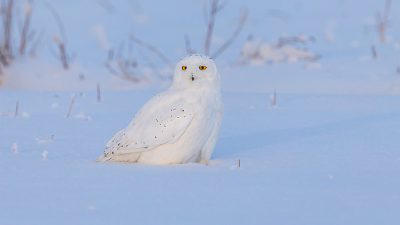 Image, Natural, Owl, White, Widescreen