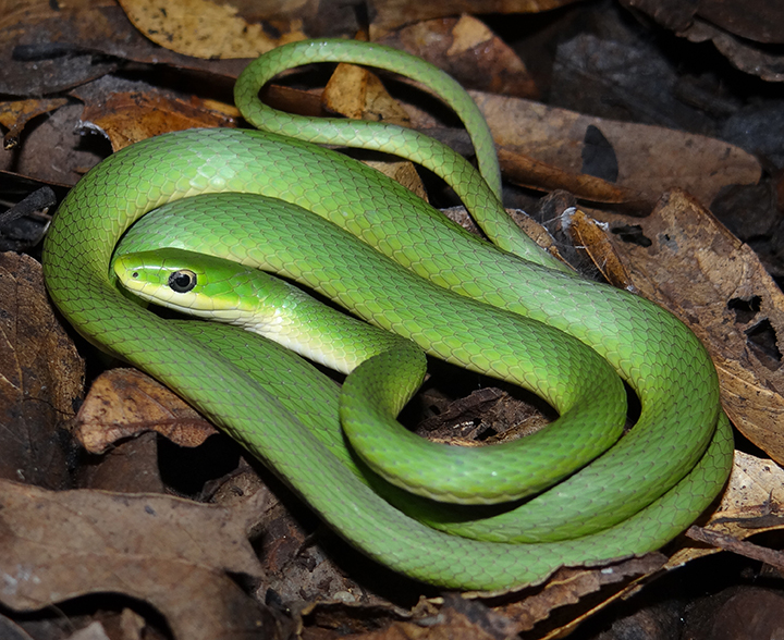 Green Snake Backgrounds