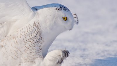 Best, Image, Natural, Owl, White, Widescreen