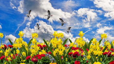 Clouds, Colorful, Flower, Image, Season, Spring, White