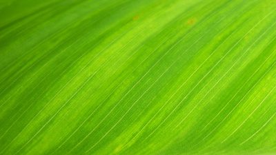 Green, Image, Leaf, Natural, Widescreen