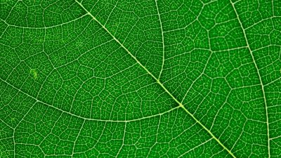Awesome, Green, Leaf, Natural, Wallapaper