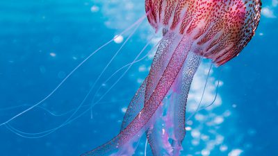 Jellyfish, Natural, Wallpaper, Widescreen