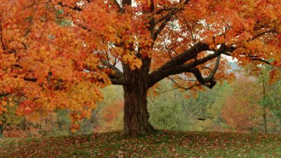 Autumn, Backgrounds, Tree