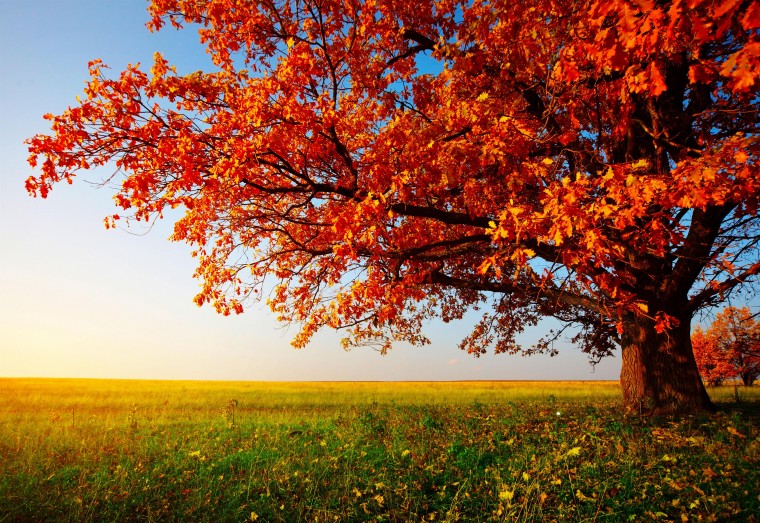 Autumn Tree Image