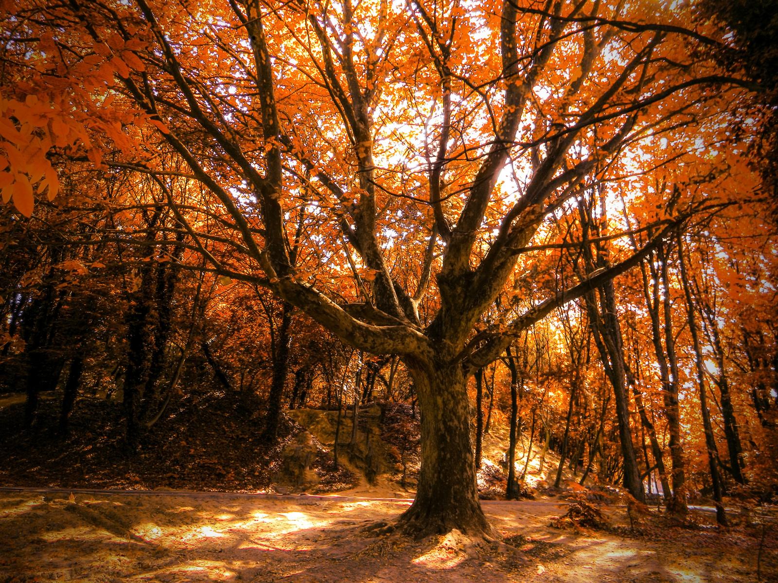 Autumn Tree Photo