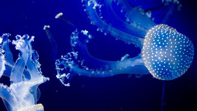 Background, Jellyfish, Natural, Widescreen