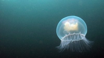 Animal, Free, Image, Jellyfish, Natural