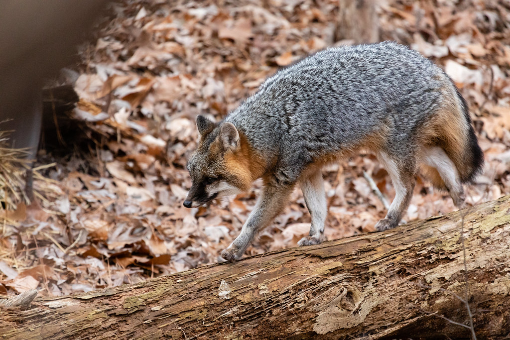 Gray Fox Image