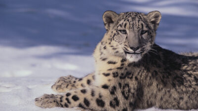 Beautiful, Grey, Image, Leopard