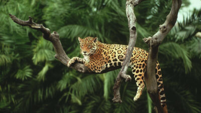 Animal, Green, Image, Jaguar, Tree