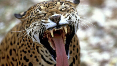 Barking, Danger, Image, Jaguar, Look