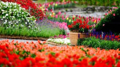 Colorful, Flower, Gardening, Natural, Wallpaper, Widescreen