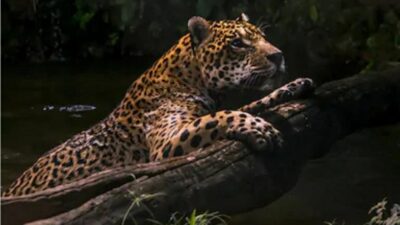 Amazing, Background, Jaguar, Nature