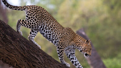 Best, Image, Leopard, On, Tree