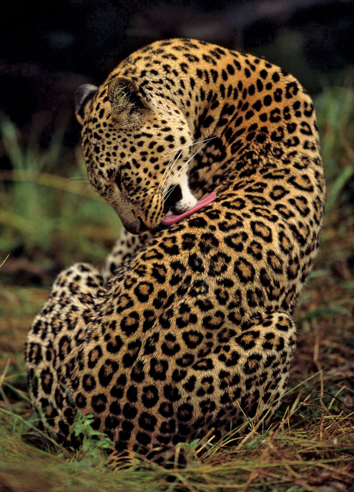 Leopard Photo
