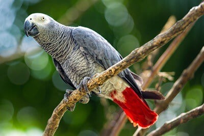 Grey Parrot Image